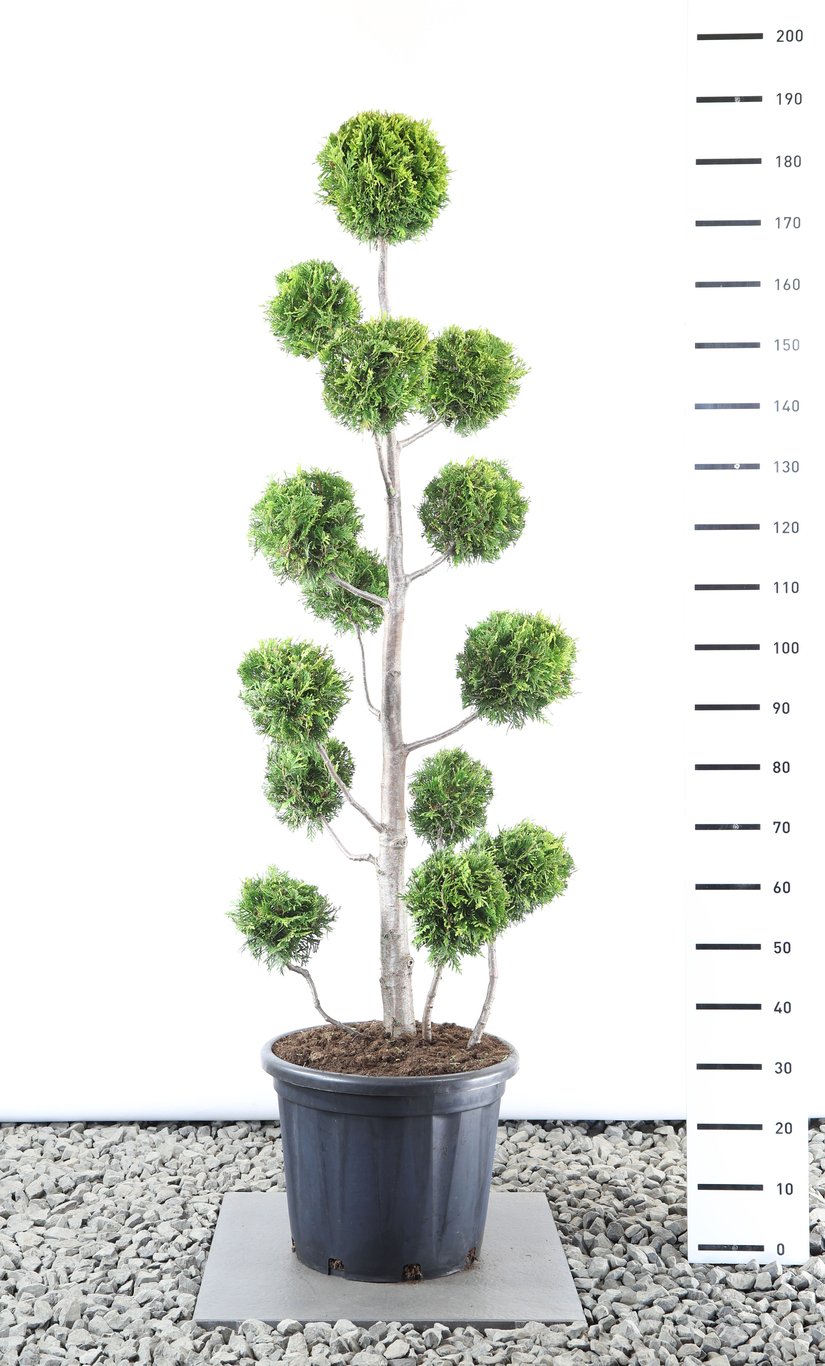 Thuja occ. 'Golden Brabant' - 125-150 CM PonPon EXTRA in Cont.